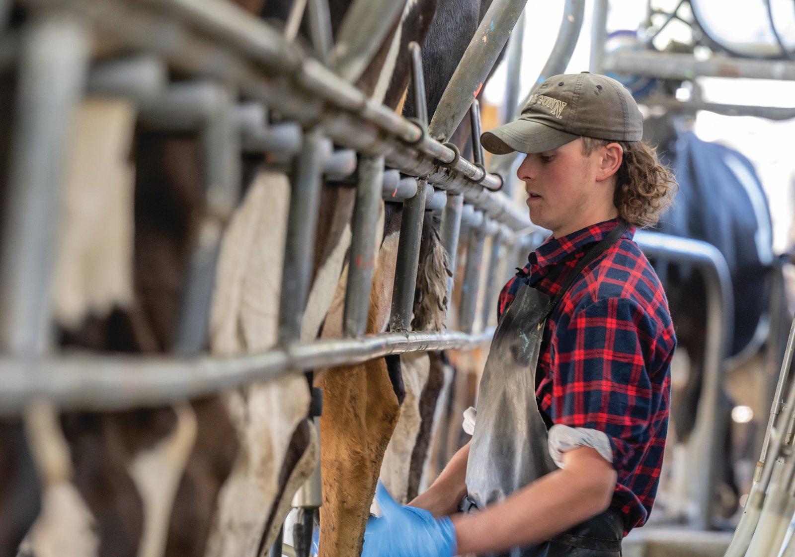 A young farm worker in a cap and red check shirt working alongside cows in a dairy milking shed